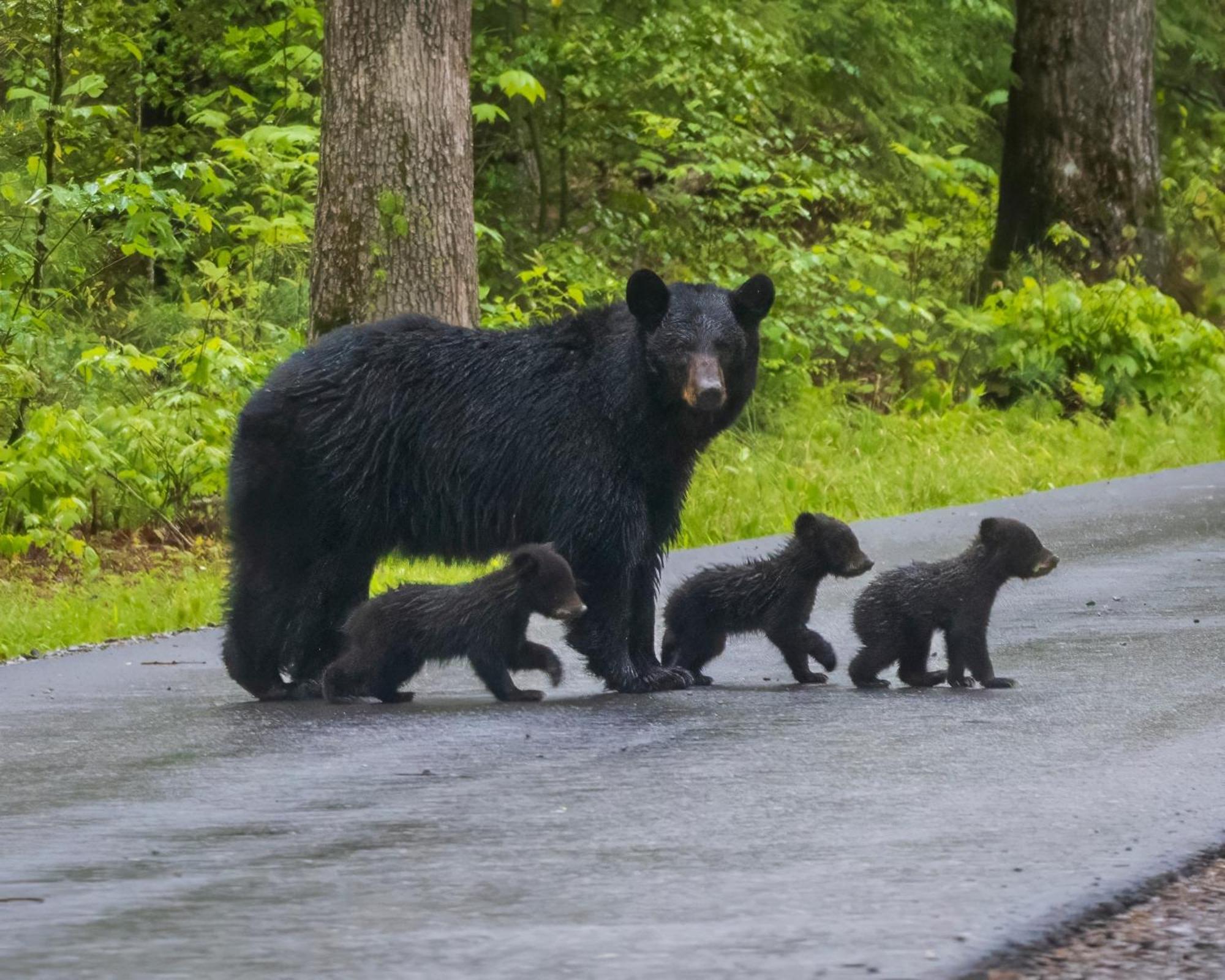 Bear Elegance Βίλα Sevierville Εξωτερικό φωτογραφία